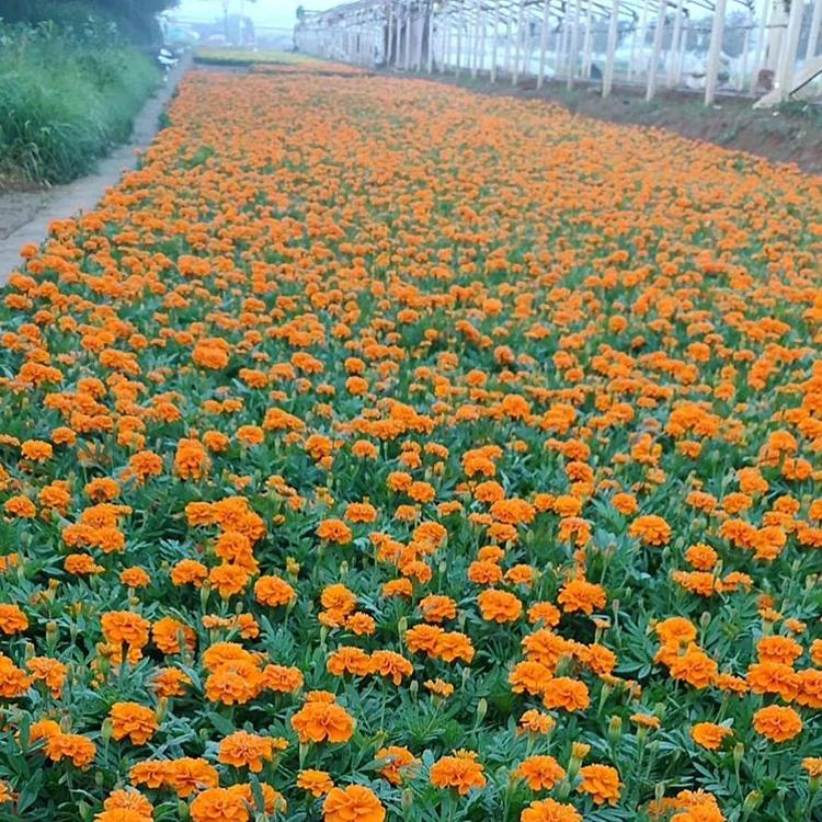 孔雀草行情 草花种植基地 孔雀草
