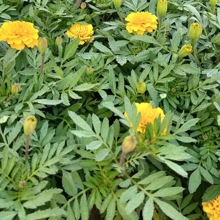 孔雀草 草花种植基地 基地直售 孔雀草基地