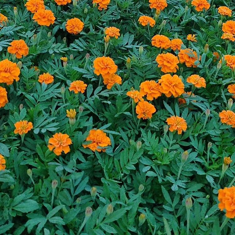 孔雀草批发 草花种植基地 孔雀草