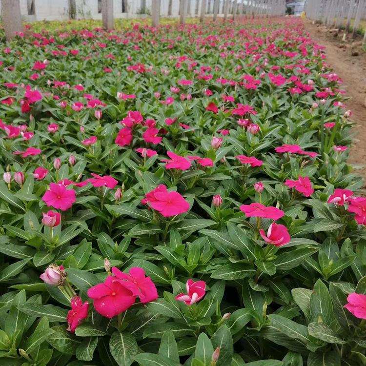 山东草花基地 长春花种苗 长春花供货商 自产自销