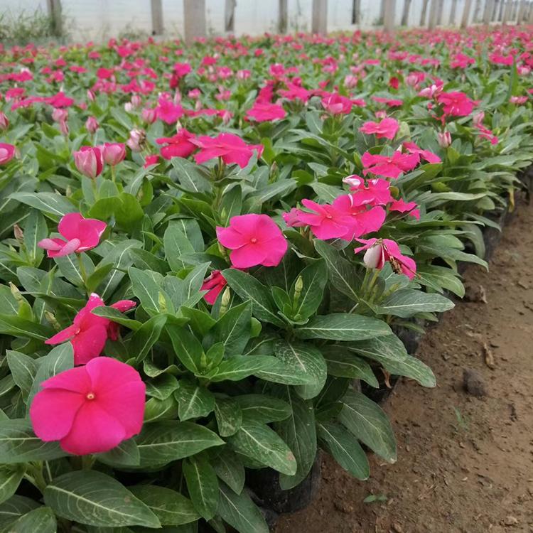 观赏草花批发 长春花 长春花种植基地 好苗预定