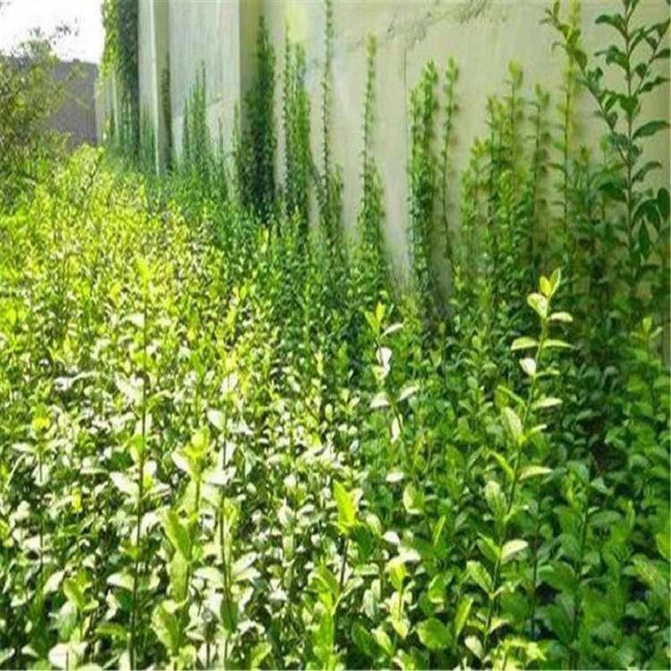 多分枝小叶扶芳藤 爬行卫矛 基地直销 请联系顺和花卉