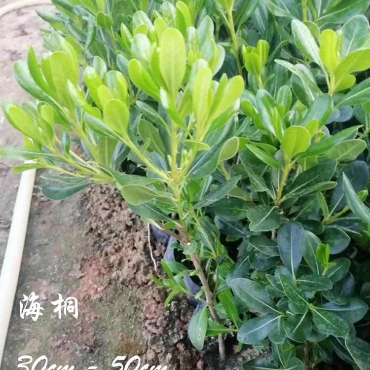 基地直售海桐 海桐大量批发 海桐