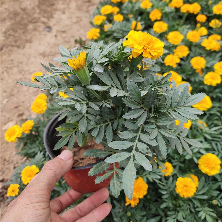 孔雀草  批发商 宿根草花基地 量大从优