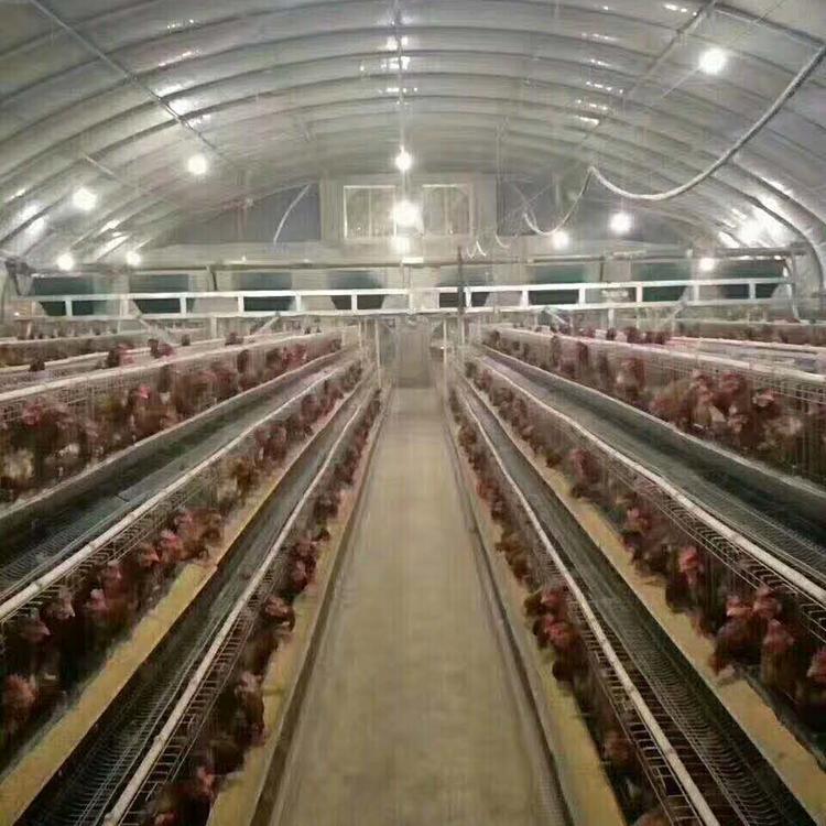 蛋鸡养殖大棚 内蒙养殖肉牛羊大棚 肉鸭 蛋鸡大棚