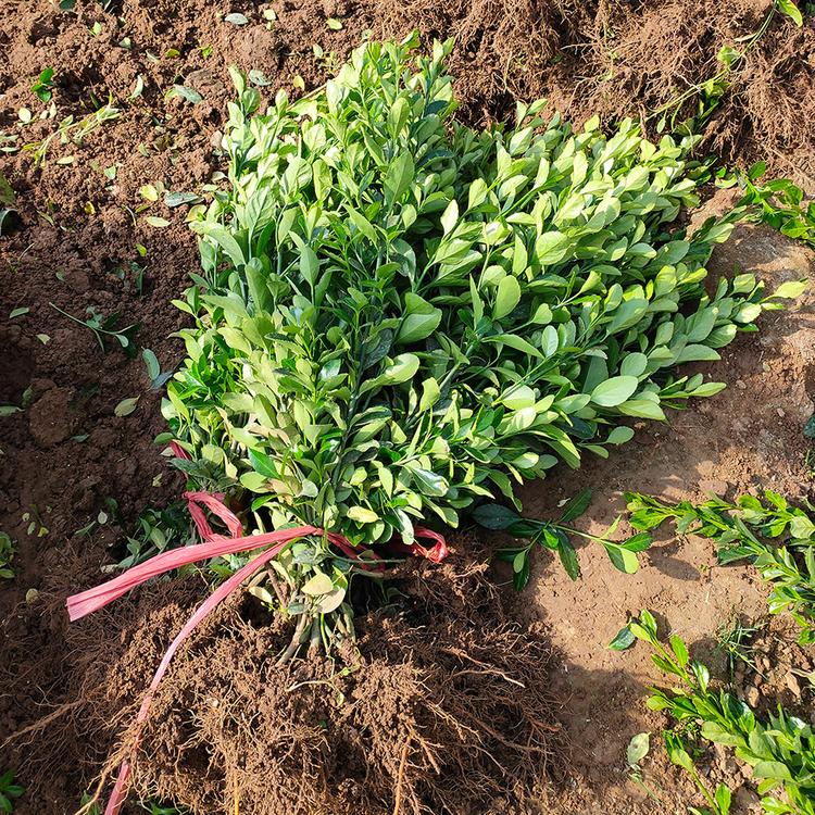 大量批发冬青 冬青种植基地 报价合理
