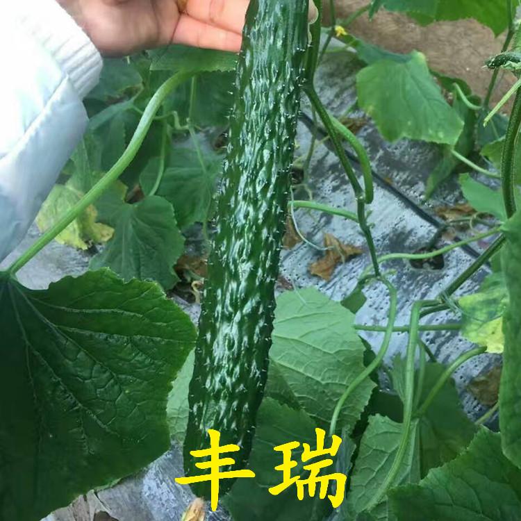 汁多可口黄瓜种苗耐运储  汁多可口黄瓜种苗