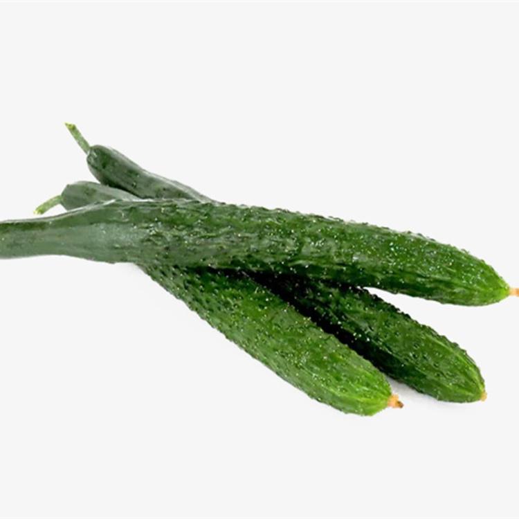 大量上市黄瓜苗批发好价    大量上市黄瓜苗