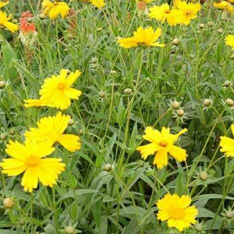 批发销售金鸡菊 金鸡菊基地 期待您的到来