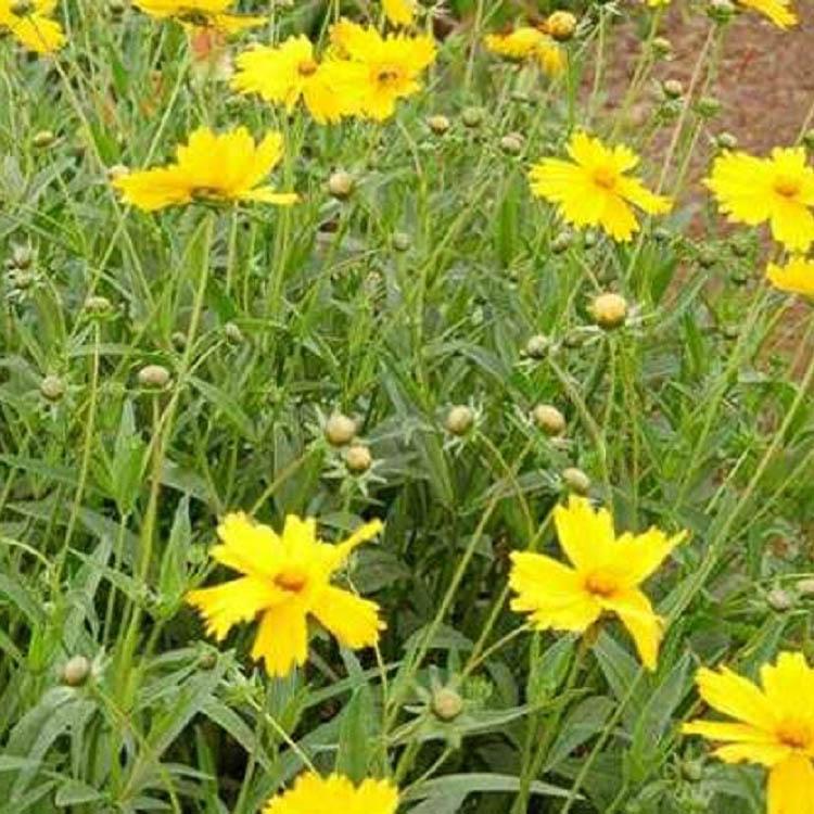 现货出售金鸡菊 金鸡菊价格 报价合理