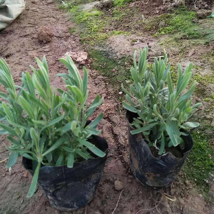 薰衣草批发采购 种植薰衣草小苗基地 量大优惠薰衣草 冠鑫