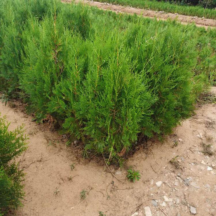 苗圃直供50公分侧柏侧柏种植大量现货供应