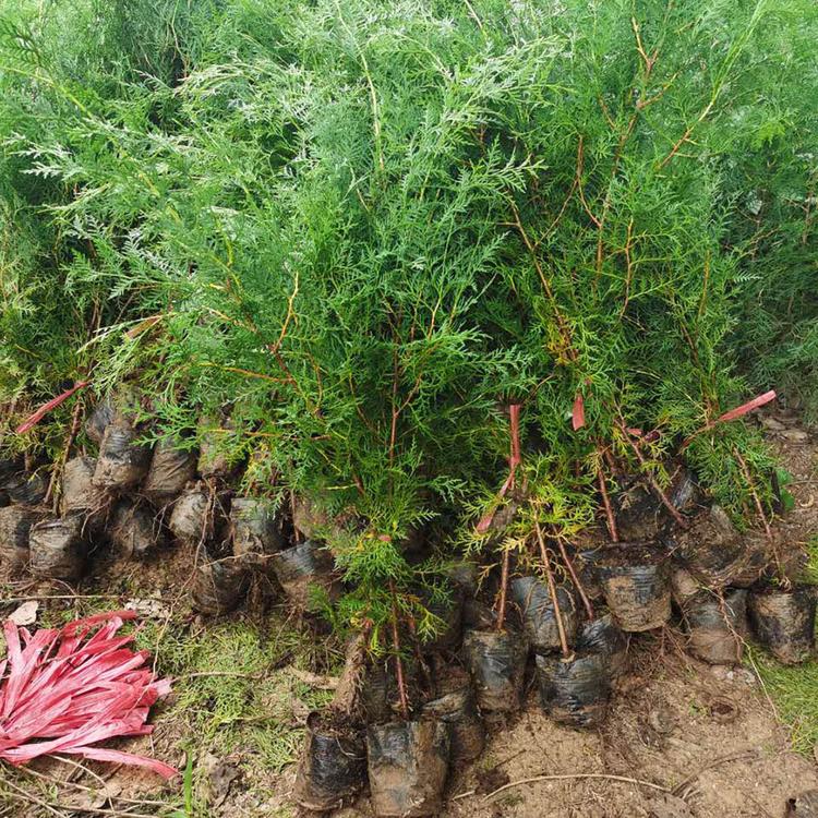 苗圃现挖50公分侧柏侧柏批发报价合理