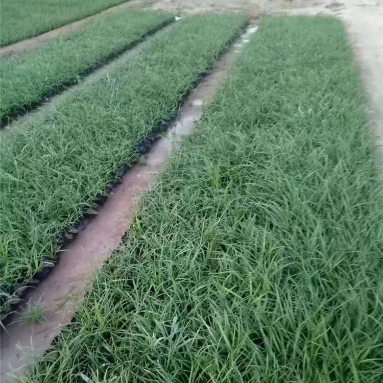 杯苗麦冬    麦冬营养杯工程苗