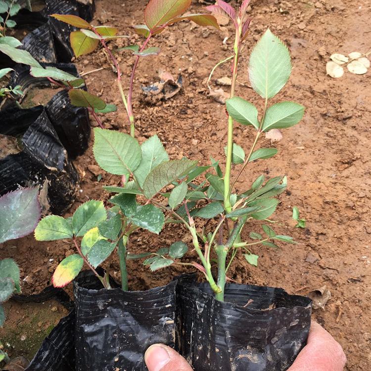 大花月季盆花 基地供应大花月季盆花 青州大花月季基地