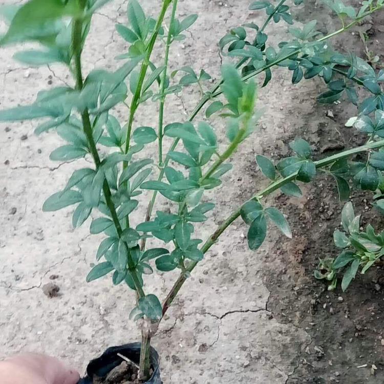 迎春 迎春花苗 基地种植迎春小苗