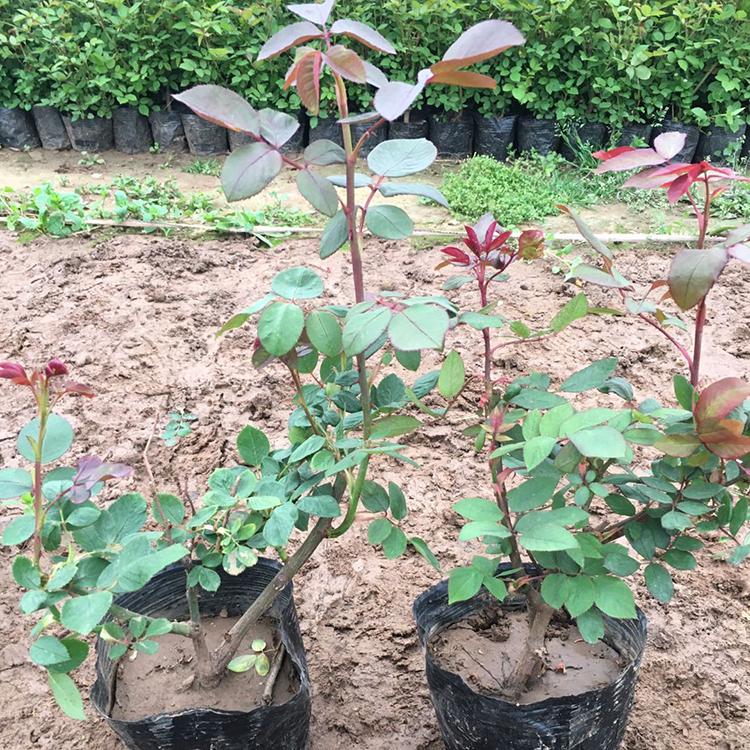 大花月季基地 青州多种颜色大花月季 苗圃供应基地多种颜色大花月季