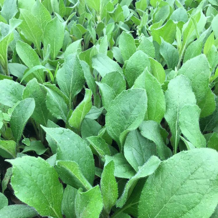 黑心菊基地 山东黑心菊小苗 量大优惠
