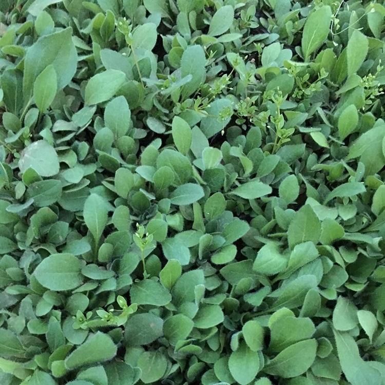 耐寒黑心菊 订购报价 青州黑心菊种植