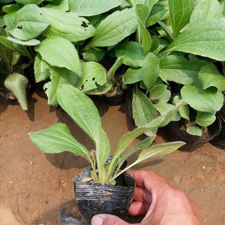 涵香花卉 黑心菊小苗 黑心菊种植