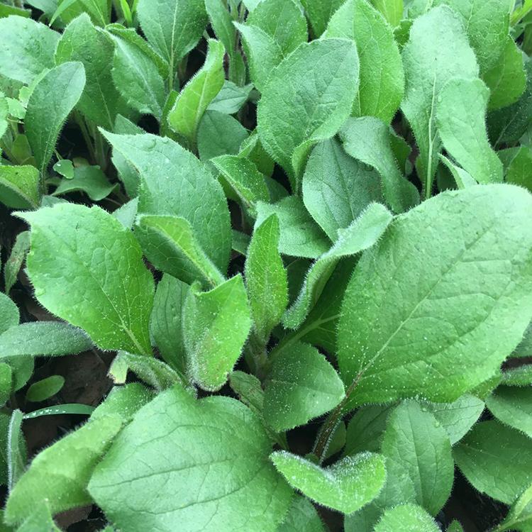 耐寒黑心菊 量大优惠 山东黑心菊行情