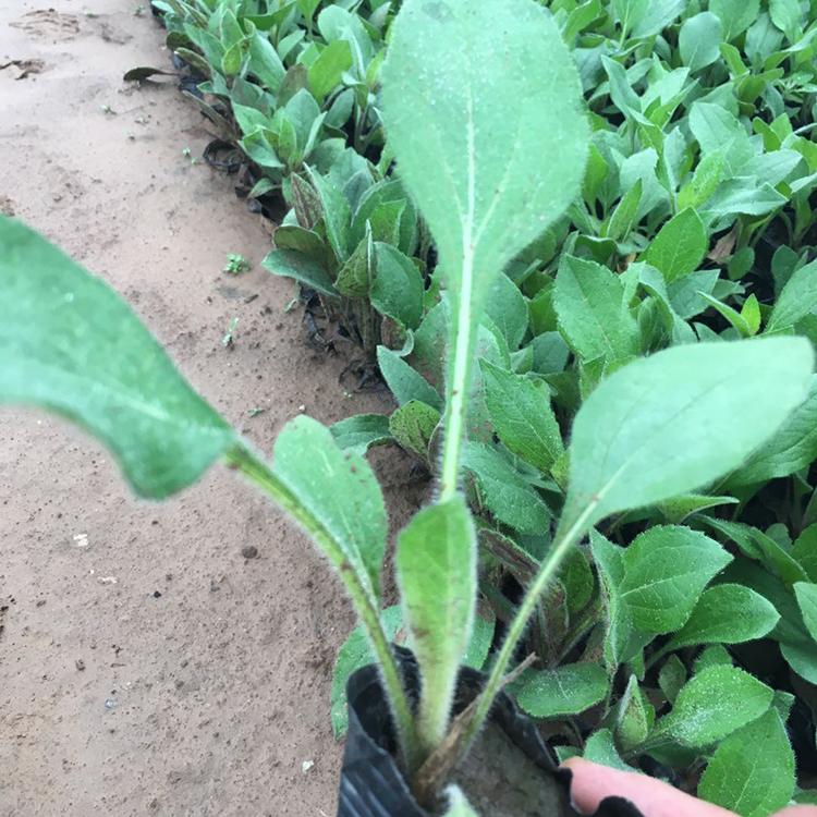量大优惠 耐旱黑心菊 黑心菊花海 青州黑心菊基地