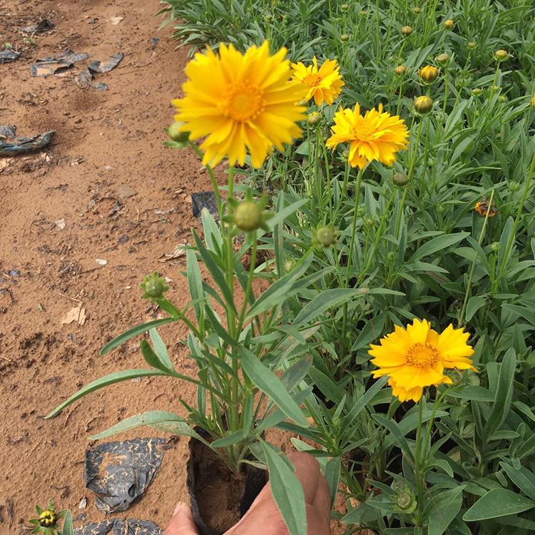 采购基地喜光金鸡菊 青州喜光金鸡菊 金鸡菊大量批发