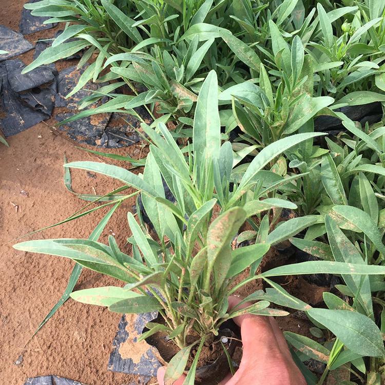 好栽培的耐半阴金鸡菊 青州耐半阴金鸡菊 基地销售金鸡菊
