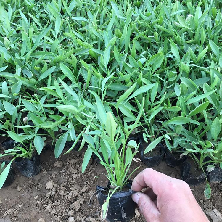 金鸡菊培育 山东耐半阴金鸡菊 涵香花卉耐半阴金鸡菊