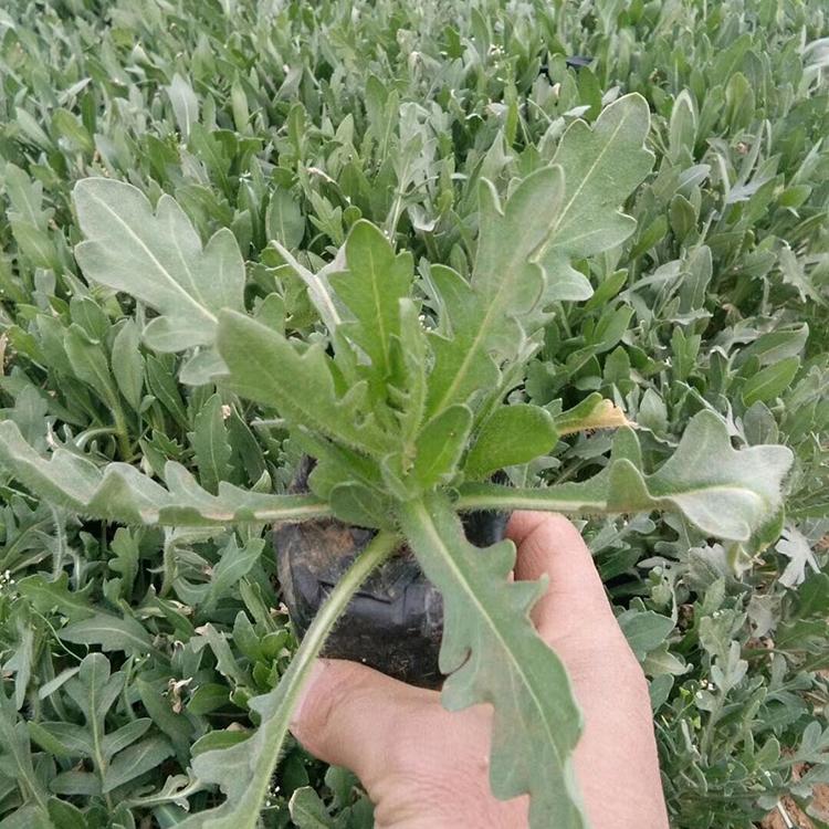 山东基地批发天人菊 天人菊杯苗 开春好苗子 基地批发天人菊