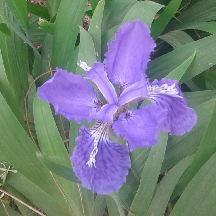 鸢尾苗价格 基地供应水生鸢尾 山东水生植物基地