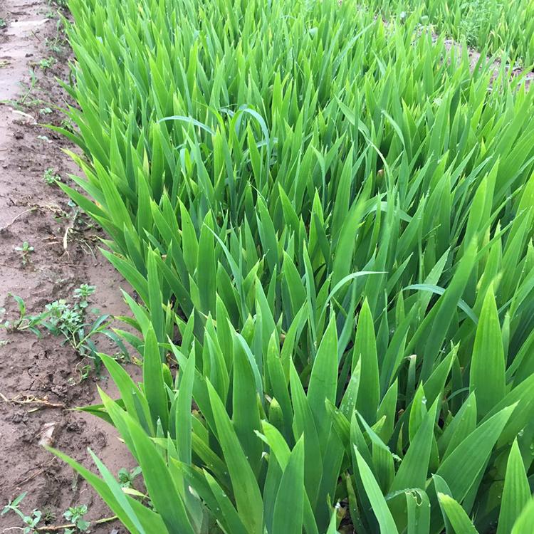 青州水生植物批发 涵香花卉供应 水生鸢尾 鸢尾种植基地