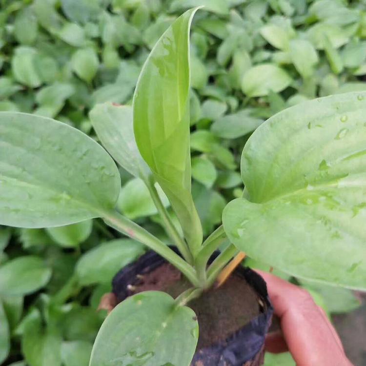 玉簪 多年生宿根植物培育基地出售玉簪 基地直销
