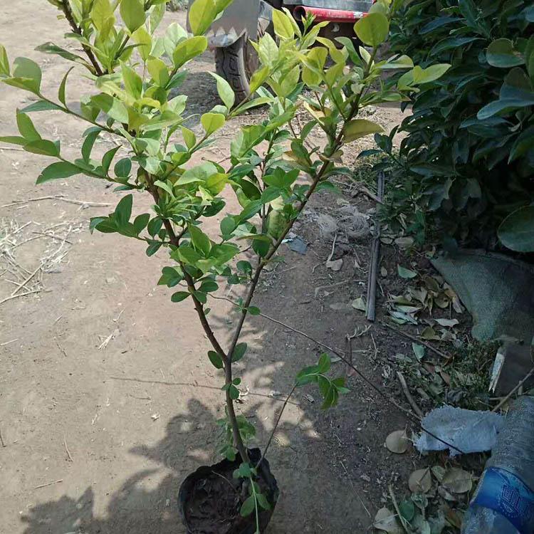 基地大量供应金叶女贞 金叶女贞批发 量大价优