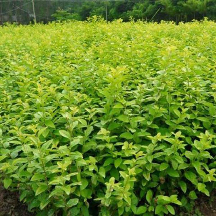 基地大量供应金叶女贞 金叶女贞种植基地 欢迎致电咨询