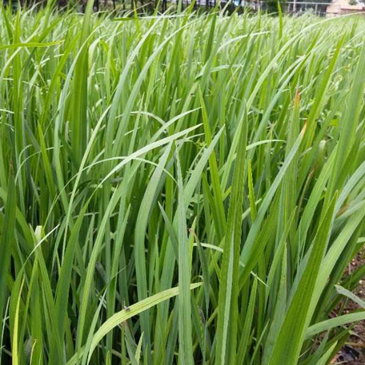基地直售 黄菖蒲 山东黄菖蒲报价【涵香花卉】