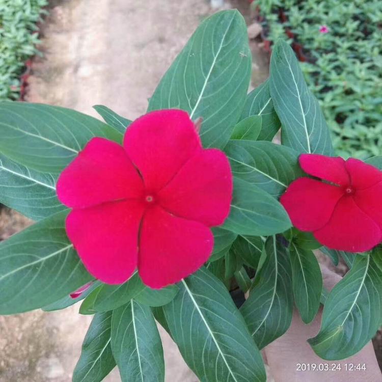 长春花 青州种植长春花基地 冠鑫