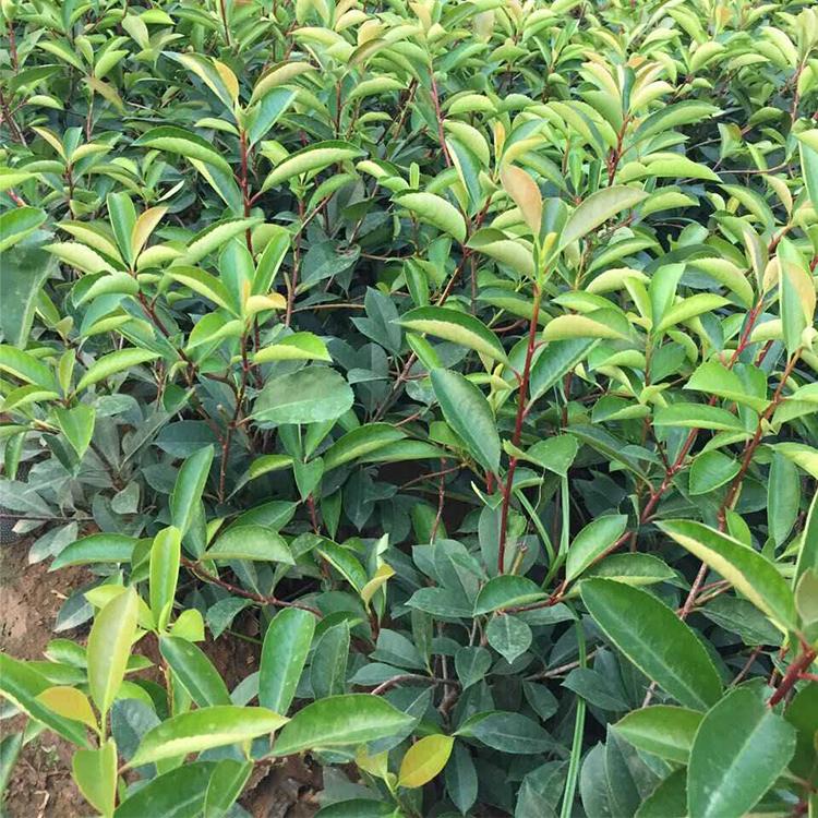 苗圃先挖 铭秀 红叶小檗小苗 红叶小檗种植基地 低价出售中