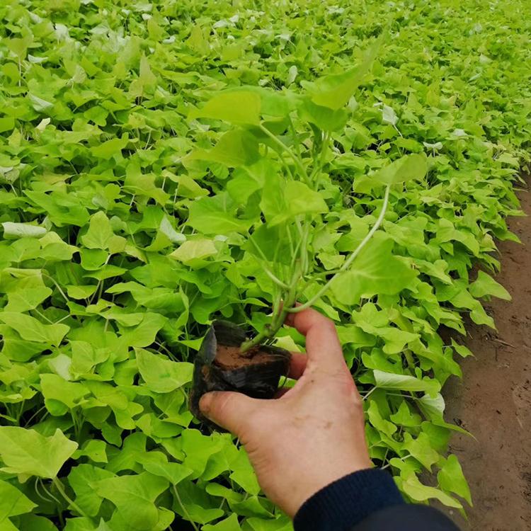 苗圃供应 金叶薯营养杯 金叶薯销售