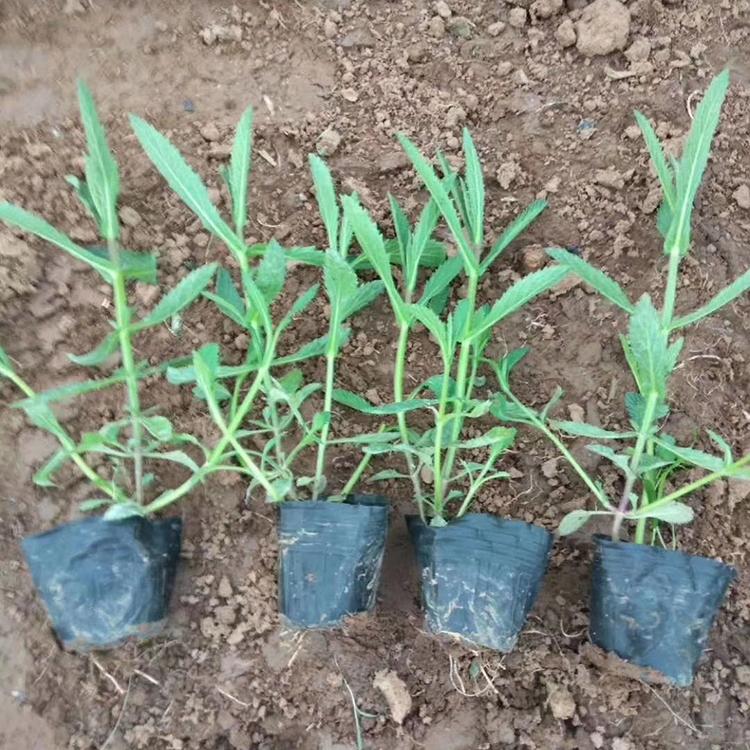 亦扬花卉出售马鞭草花海小苗 柳叶马鞭草 马鞭草价格