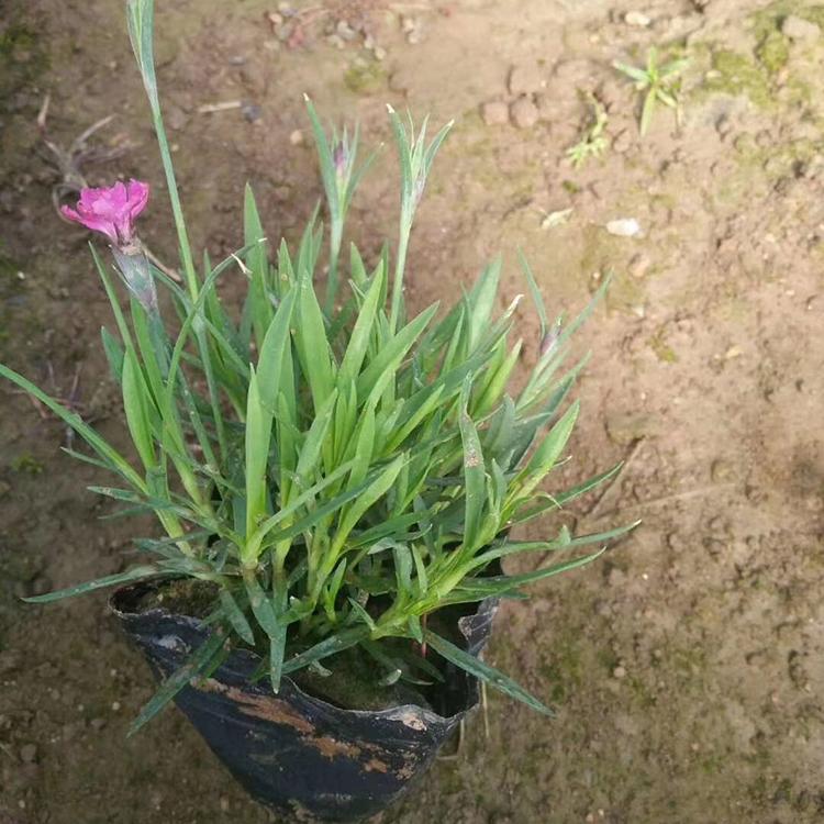 欧石竹培育 青州花海用欧石竹 开花漂亮欧石竹