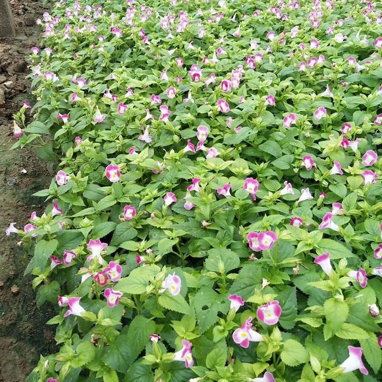 夏堇批发 基地直售 绿化植物夏堇 可租摆可庭院养殖