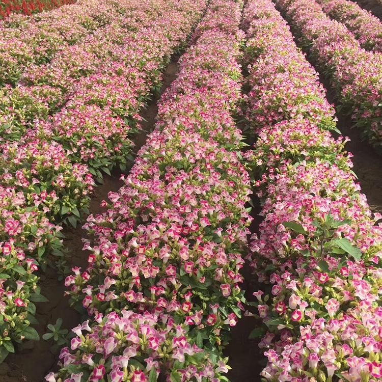 盆栽草花夏堇 量大优惠 夏堇供应商