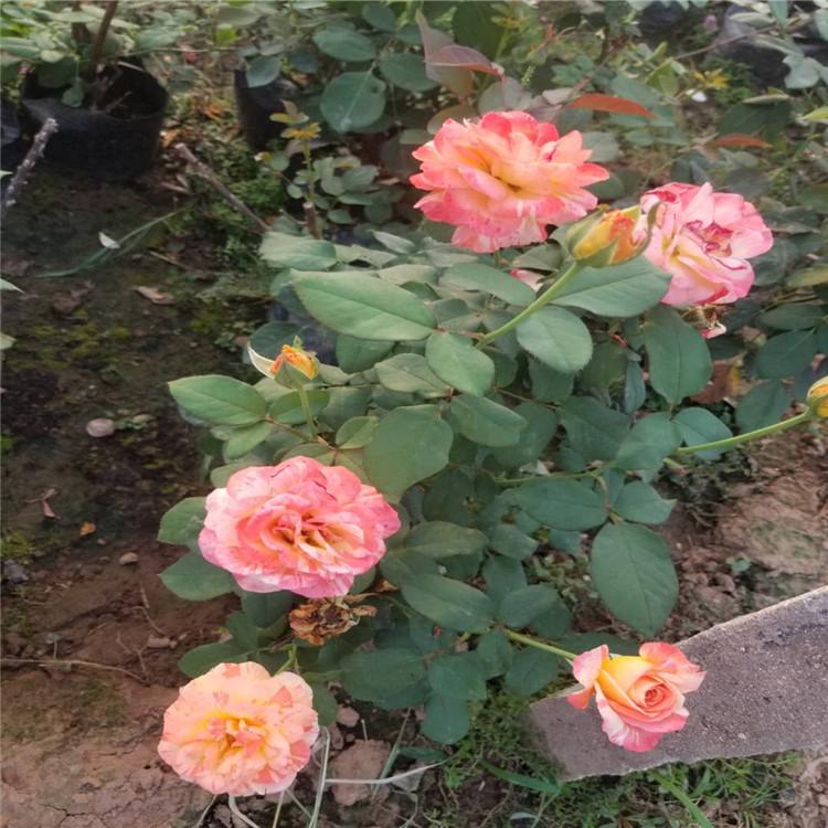 专业种植月季花 大花月季小苗 月季价格