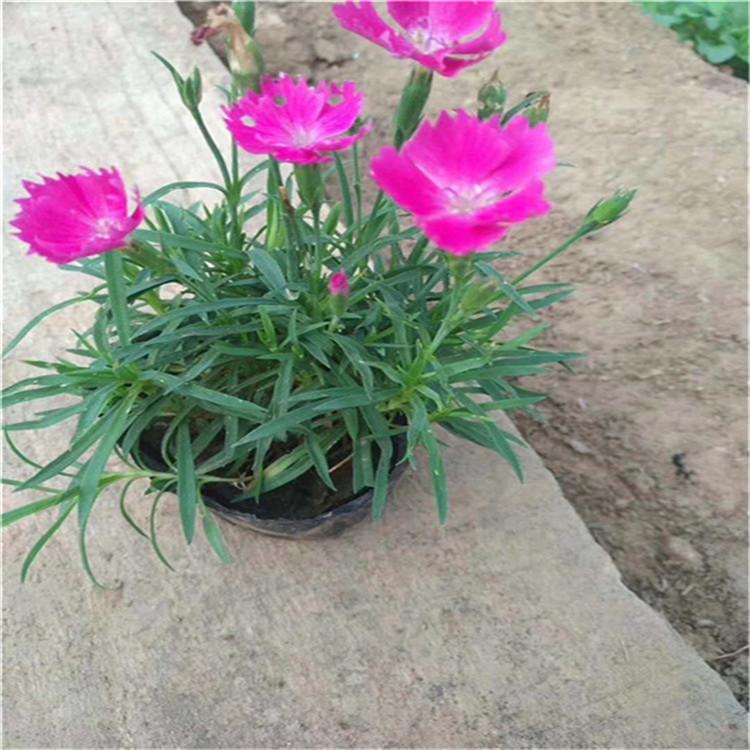 基地种植欧石竹 山东欧石竹批发价格 量大优惠