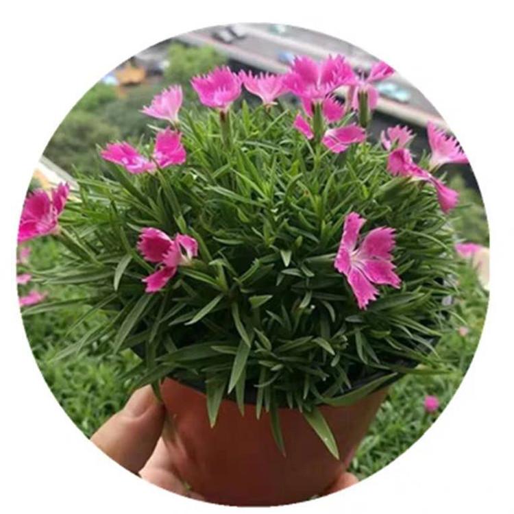 欧石竹小苗 白花欧石竹    粉花欧石竹  现货供应