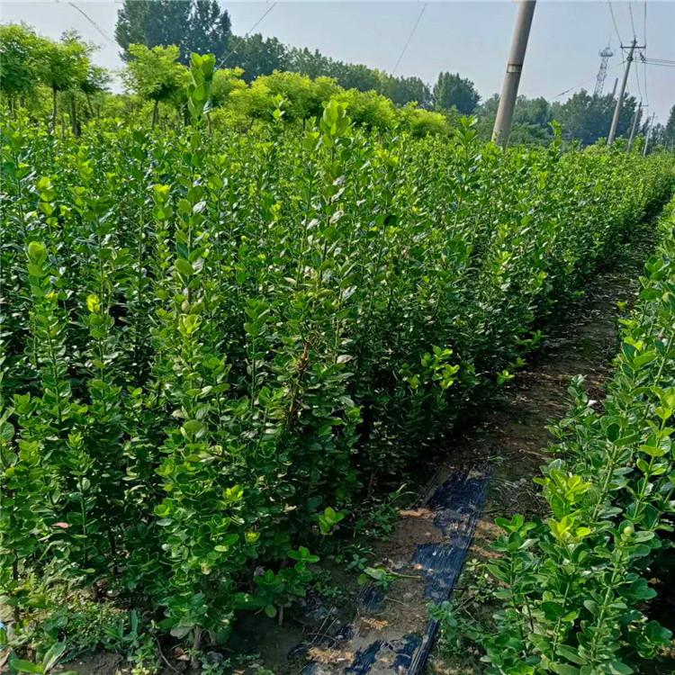 精品北海道种植基地  北海道毗伽报价  量大从优