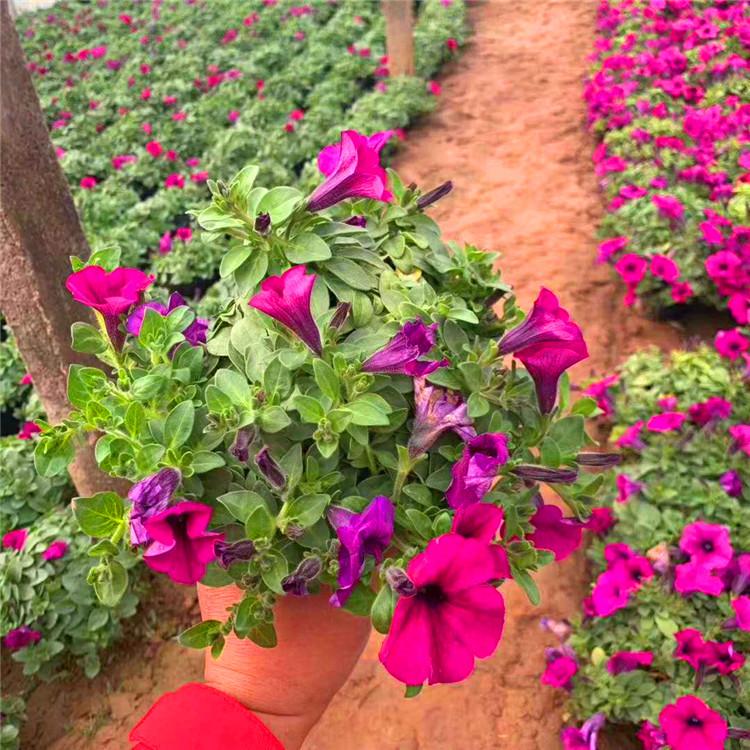 大量出售精品碧冬茄  碧冬茄小苗批发报价  量大从优