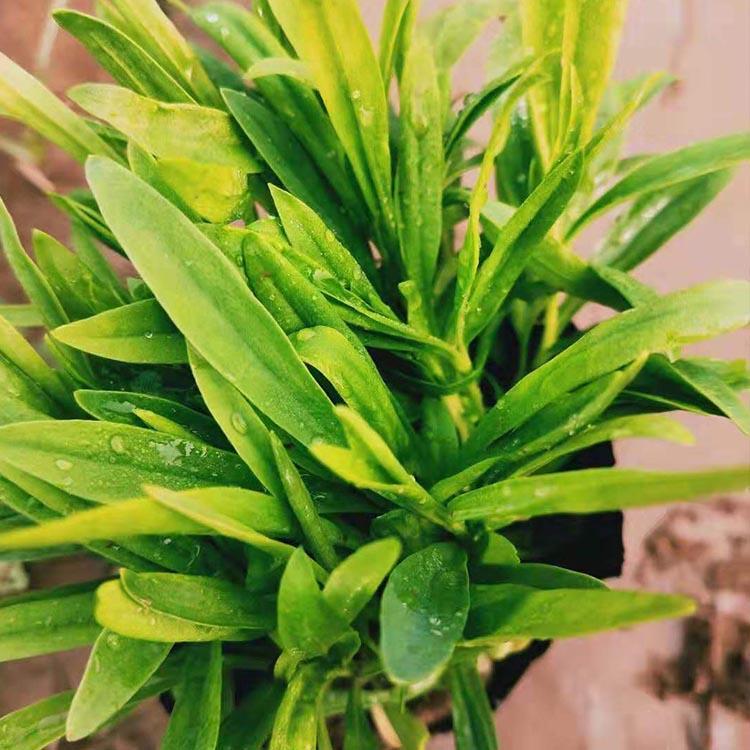 五彩石竹 基地种植培育五彩石竹 诚信商家出售