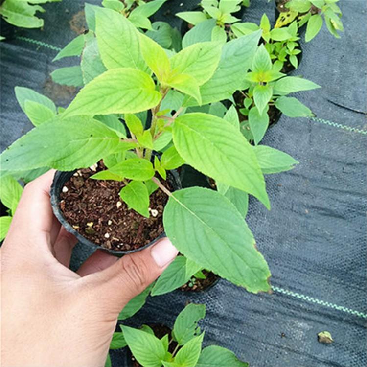 鼠尾草供货商-青州天一花卉-基地种植培育鼠尾草